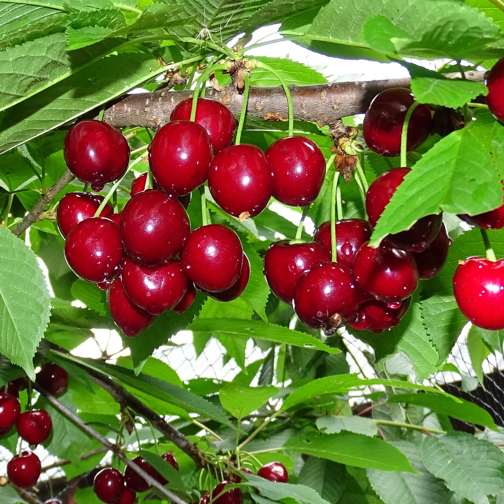 Sweet cherries