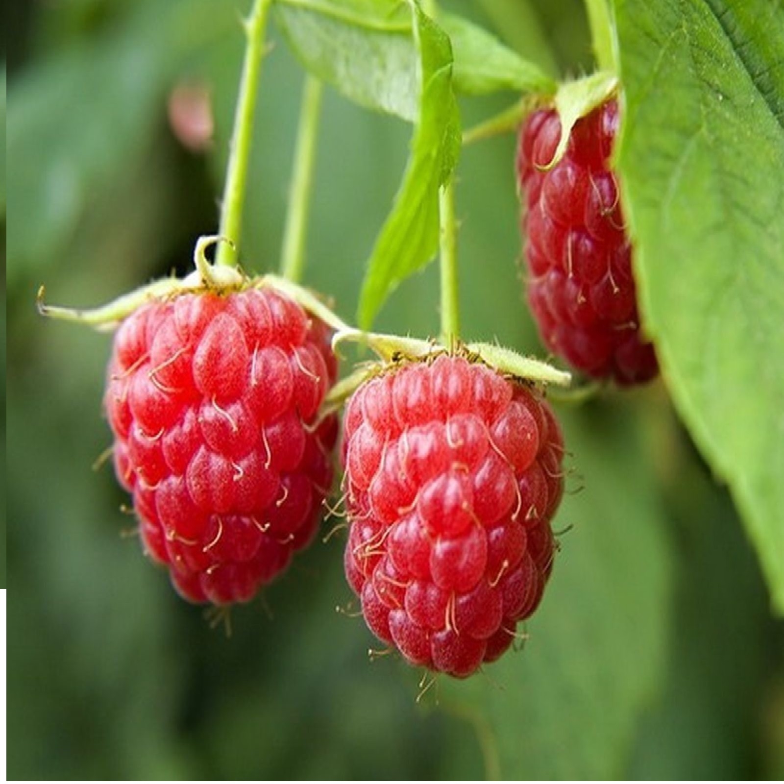 Sommer Himbeeren