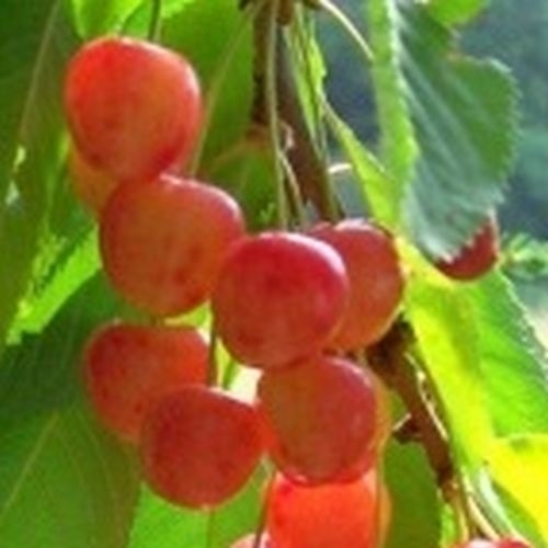 Sour cherries